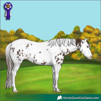 Horse Color:White Spotted Liver Chestnut Splash Tobiano Leopard 