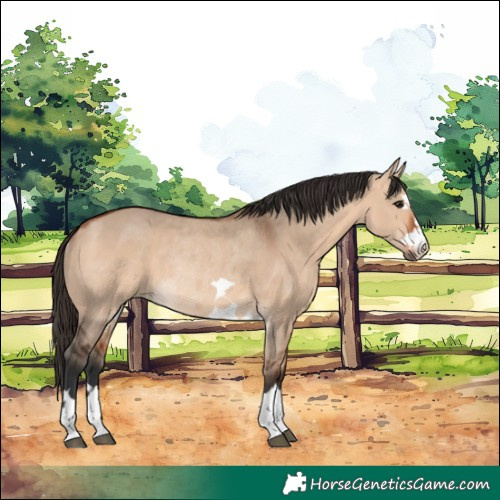 Horse Color:Bay Dun and Bay Dun Rabicano