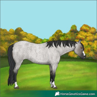 Horse Color:Grullo Roan 