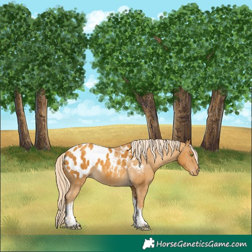 Horse Color:Gold Cream Champagne Tobiano Appaloosa 