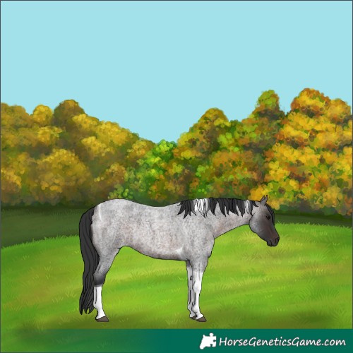 Horse Color:Brown Roan Tobiano Rabicano 