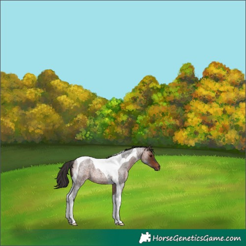Horse Color:Bay Roan Tobiano 