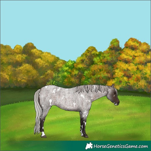 Horse Color:White Spotted Silver Bay Roan Rabicano 