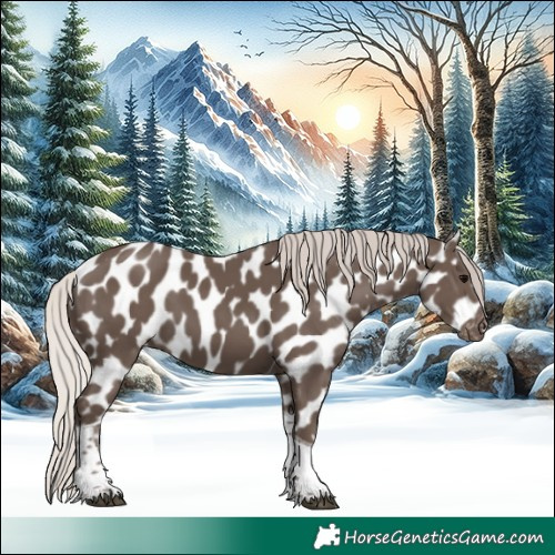 Horse Color:Silver Black Tobiano Appaloosa Rabicano 