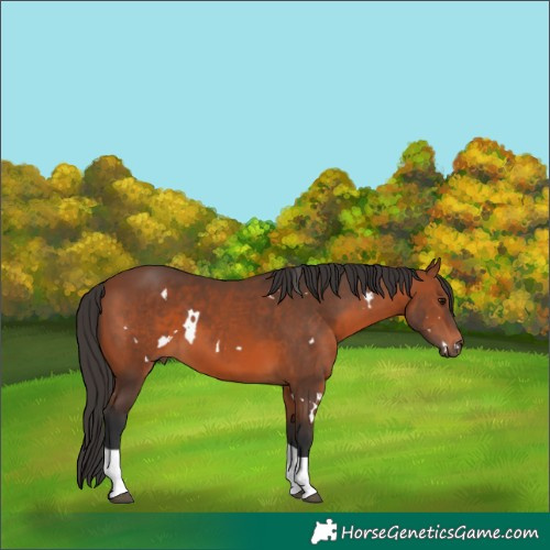Horse Color:White Spotted Bay Tobiano 