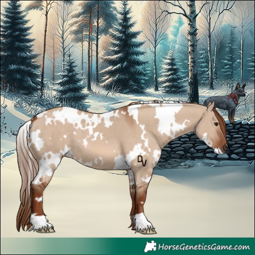 Horse Color:White Spotted Red Dun 