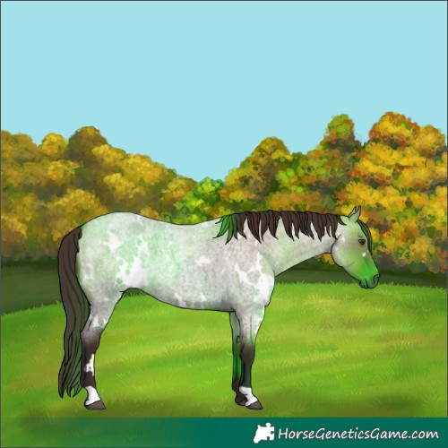 Horse Color:White Spotted Liver Red Dun Roan 