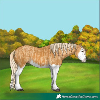 Horse Color:Palomino Dun Splash  and Palomino Splash 