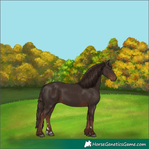 Horse Color:Liver Chestnut 