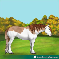 Horse Color:Red Dun Splash  and Red Dun Splash 
