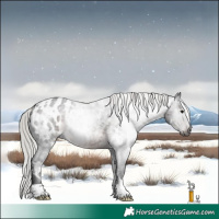 Horse Color:Gray White Spotted Silver Brown Roan Appaloosa 