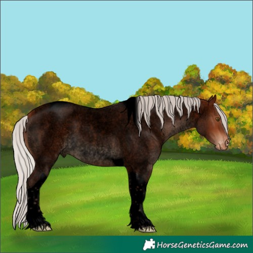 Horse Color:Void Silver Bay Roan Tobiano Appaloosa 