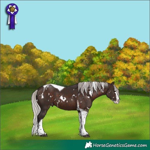 Horse Color:White Spotted Silver Brown Splash Tobiano 