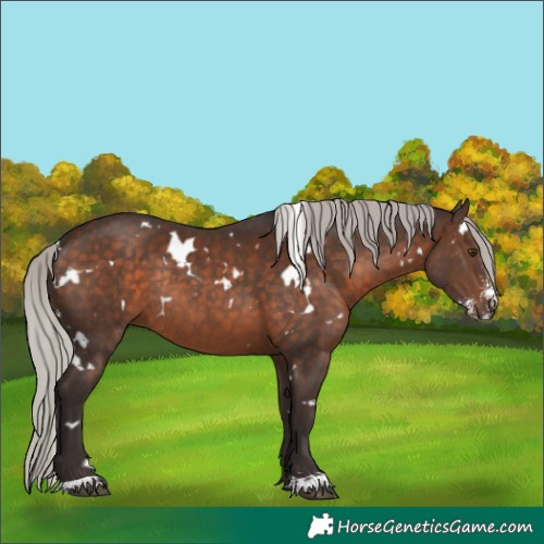 Horse Color:White Spotted Silver Brown Sabino Rabicano 