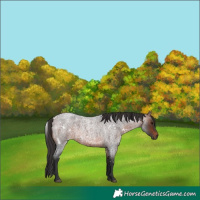 Horse Color:White Spotted Brown Roan 