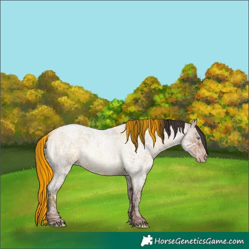 Horse Color:Sable Champagne Ice Roan Rabicano 
