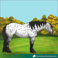 Horse Color:Gray Platinum White Spotted Buckskin Dun Near Leopard 