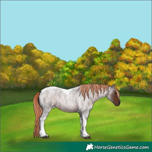 Horse Color:Liver Red Roan Tobiano 
