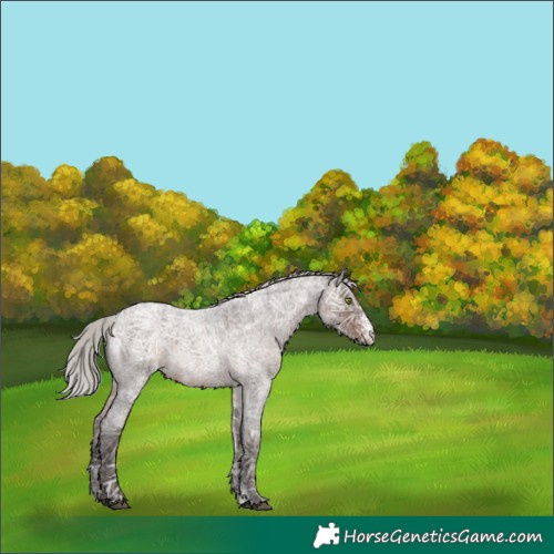 Horse Color:Silver Brown Ice Roan Sabino Rabicano 