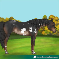 Horse Color:White Spotted Liver Chestnut 