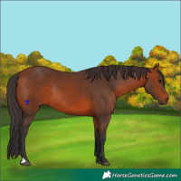 Horse Color:Bay Rabicano 
