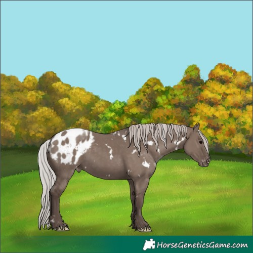 Horse Color:White Spotted Silver Grullo Mushroom Appaloosa 