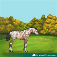 Horse Color:Bay Ice Sabino Tobiano Rabicano 