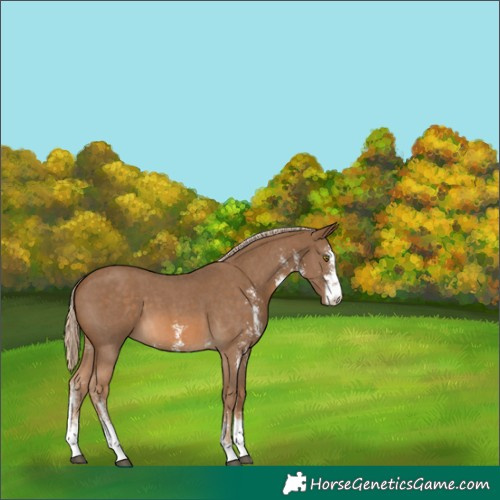 Horse Color:Chocolate Palomino Sabino 