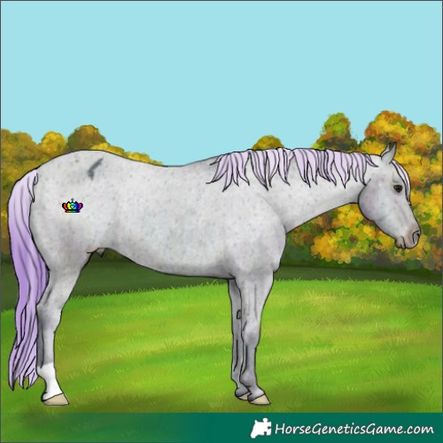 Horse Color:Watercolor Midnight Buckskin Ice Appaloosa Rabicano 