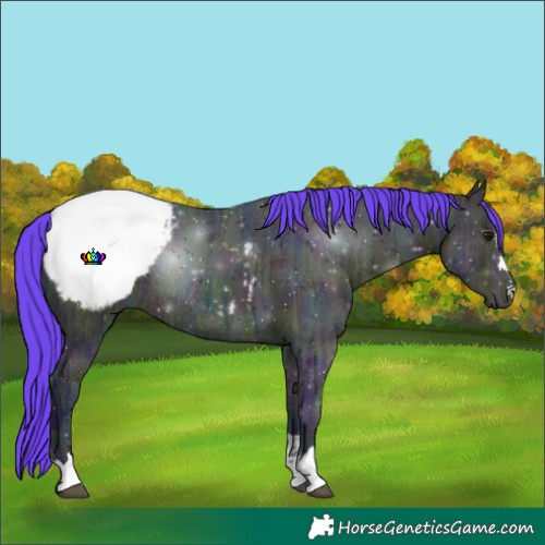 Horse Color:Watercolor Midnight Brown Ice Appaloosa Rabicano 