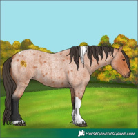 Horse Color:Bay Roan Tobiano 