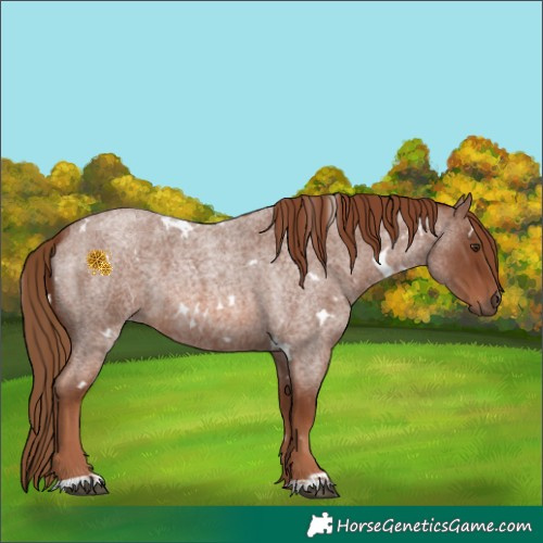 Horse Color:White Spotted Red Roan 