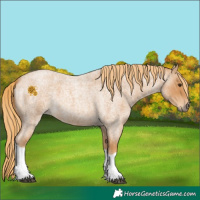 Horse Color:Red Roan Tobiano 