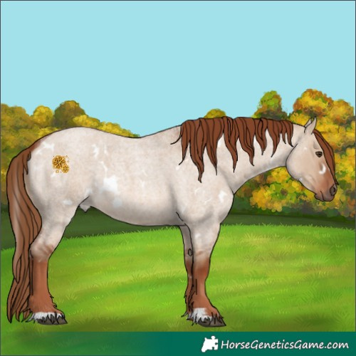 Horse Color:White Spotted Red Dun Roan 