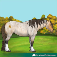 Horse Color:Buckskin Roan Tobiano 