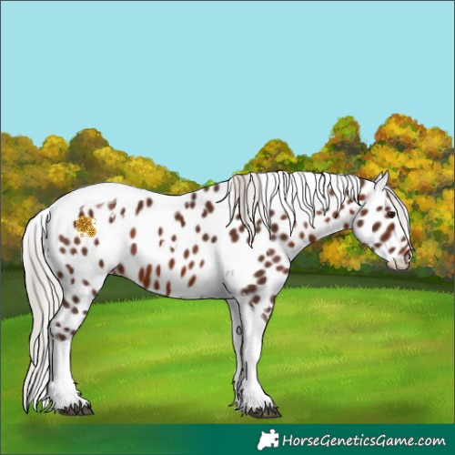 Horse Color:White Spotted Silver Brown Tobiano Appaloosa 