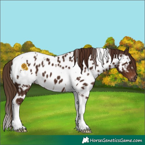 Horse Color:Gray White Spotted Chestnut Tobiano Appaloosa 