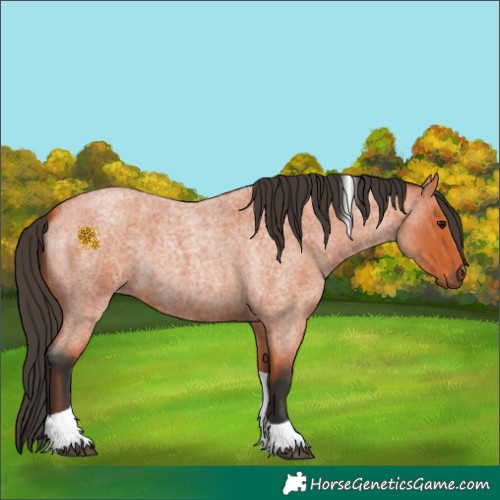 Horse Color:Bay Roan Tobiano 