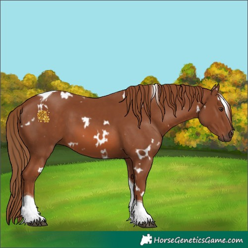 Horse Color:White Spotted Chestnut Tobiano 