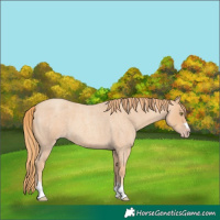Horse Color:Gold Champagne Roan 