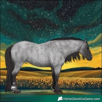 Horse Color:Smoky Blue Roan 