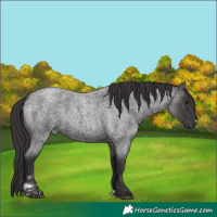 Horse Color:Smoky Blue Roan