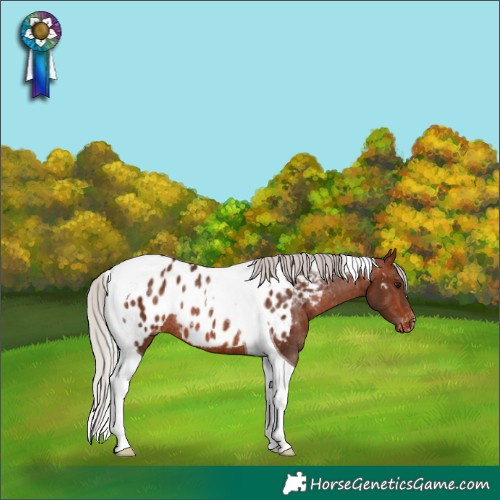 Horse Color:Silver Bay Tobiano Near Leopard Rabicano 