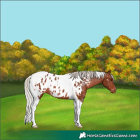 Horse Color:Silver Bay Tobiano Appaloosa Rabicano