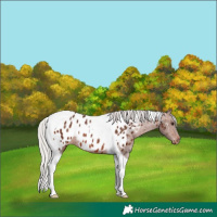 Horse Color:Silver Bay Tobiano Appaloosa Rabicano