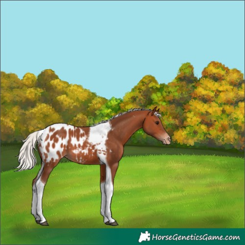Horse Color:Silver Bay Tobiano Appaloosa 