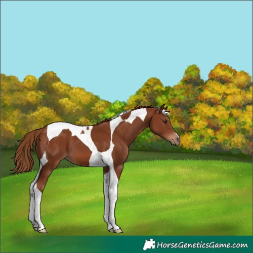Horse Color:Chestnut Tobiano 