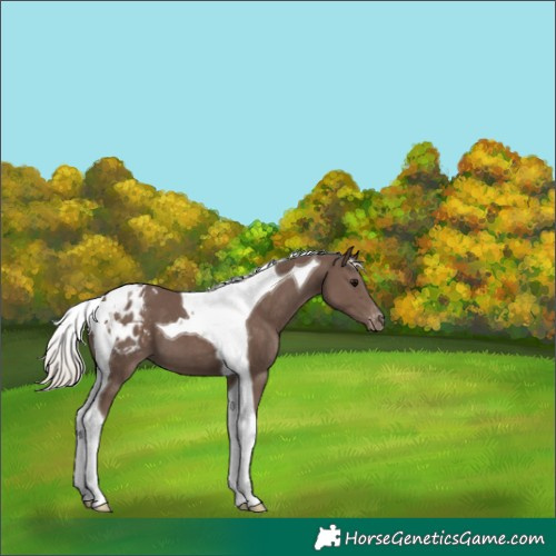 Horse Color:Silver Black Tobiano Appaloosa