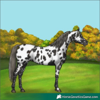 Horse Color:Liver Chestnut Mushroom Appaloosa
