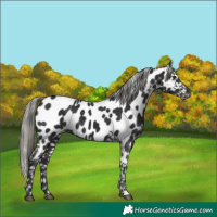 Horse Color:Liver Chestnut Mushroom Appaloosa 